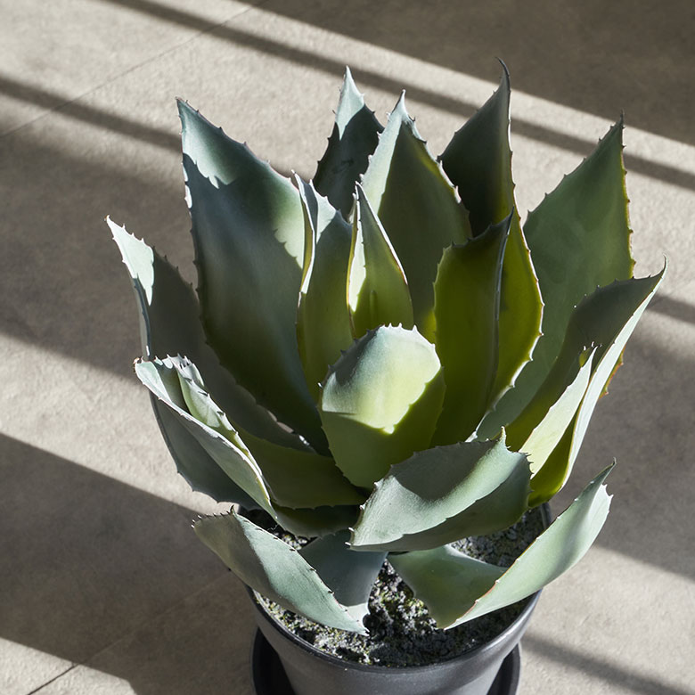 多肉植物 サボテン 観葉植物 グリーン