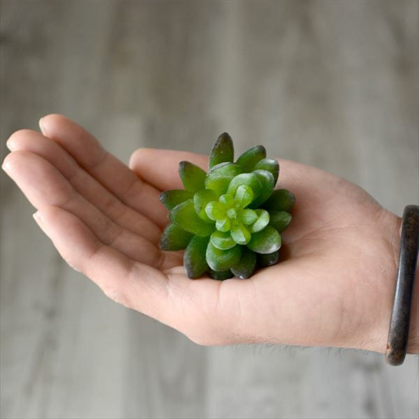 フェイク　多肉植物 Amazon｜多肉植物 造花 寄せ植え ギフト 多肉フェイクグリーン