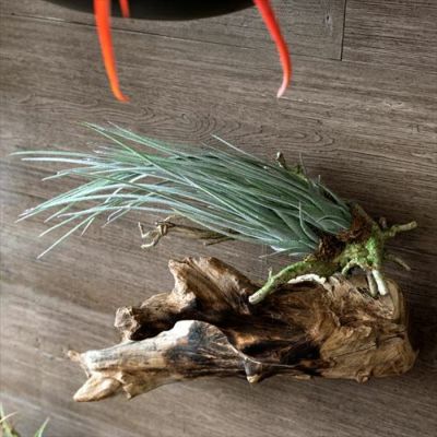 フェイクグリーン 造花 チランジア 観葉植物 エアプランツ [98903]【 インテリアグリーン 壁掛け 緑 ハンギング 枝付き かっこいい おしゃれ】