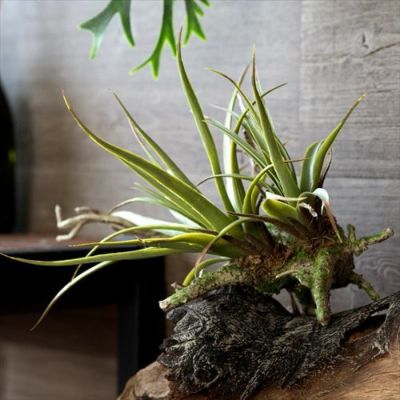 フェイクグリーン 造花 チランジア 観葉植物 エアプランツ [98904]【 インテリアグリーン 壁掛け 緑 ハンギング 枝付き かっこいい おしゃれ】