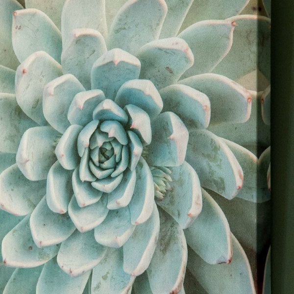 買取公式額装『観葉植物 ボタニカルアート』西海岸カリフォルニア インテリア エアープランツ botanical art Tillandsia Bizarre Plants チランジア 静物画