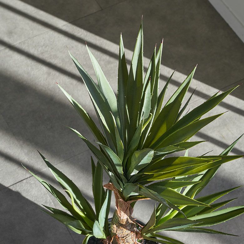 フェイクグリーン アガベ 約 W 28cm D 28cm H 58cm 観葉植物 グリーン
