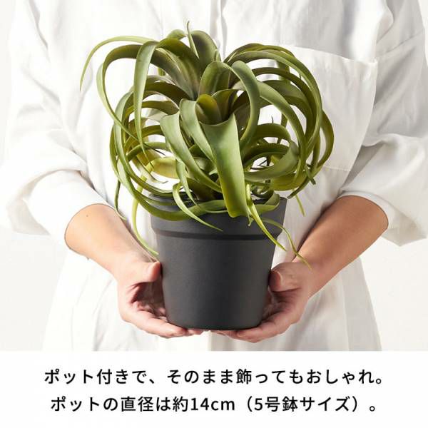 フェイクグリーン チランジア キセログラフィカ 高さ 30cm 観葉植物 グリーン アーティフィシャルプランツ フェイクプランツ エアプランツ 造花  アートグリーン ディスプレイ ナチュラル 5号鉢 リビング 寝室 玄関 リゾート おしゃれ 北欧 インテリア 雑貨 西海岸 [98114 ...