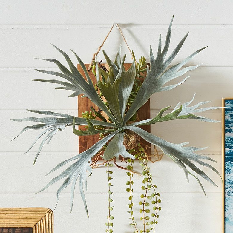 ビカクシダ 吊り下げ式 植物 縦55cm 円10cm ビカクシダ 吊り下げ式