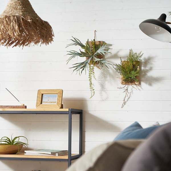 ビカクシダ 吊り下げ式 植物 縦55cm 円10cm ビカクシダ 吊り下げ式