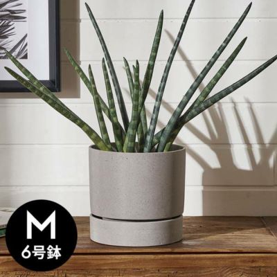 植木鉢 ポリストーン ストーン調 セメント調 6号鉢 受皿 底穴あり 中型 Mサイズ 約 W 18cm D 18cm H 17.5cm グレー プランターポット 鉢カバー 植木鉢カバー プランターカバー 店舗用 おしゃれ カフェ 北欧 観葉植物