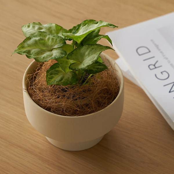 植木鉢 陶器 マット 4号鉢 受皿 底穴あり 小型 ロータイプ 約 W