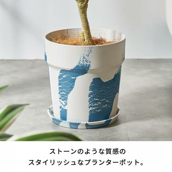 観葉植物 斑入り葉 マーブル鉢