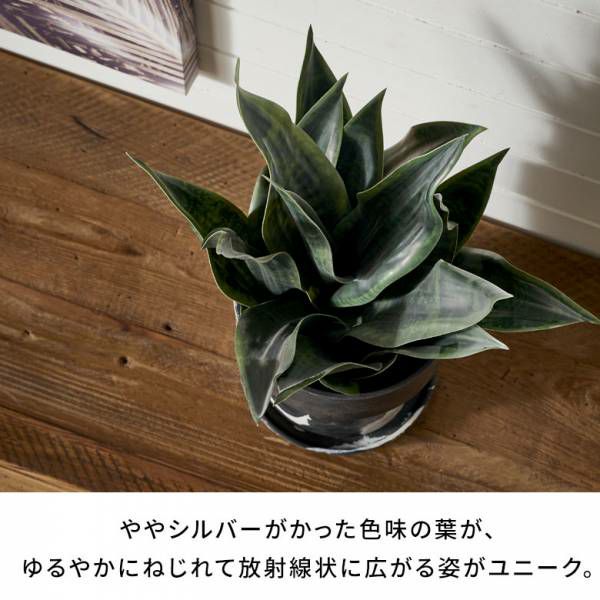 フェイクグリーン サンセベリア サンスベリア 高さ 48cm 観葉植物