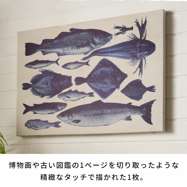 古い図鑑の気品をまとう“海の標本”クラシックアートパネル[Specimens